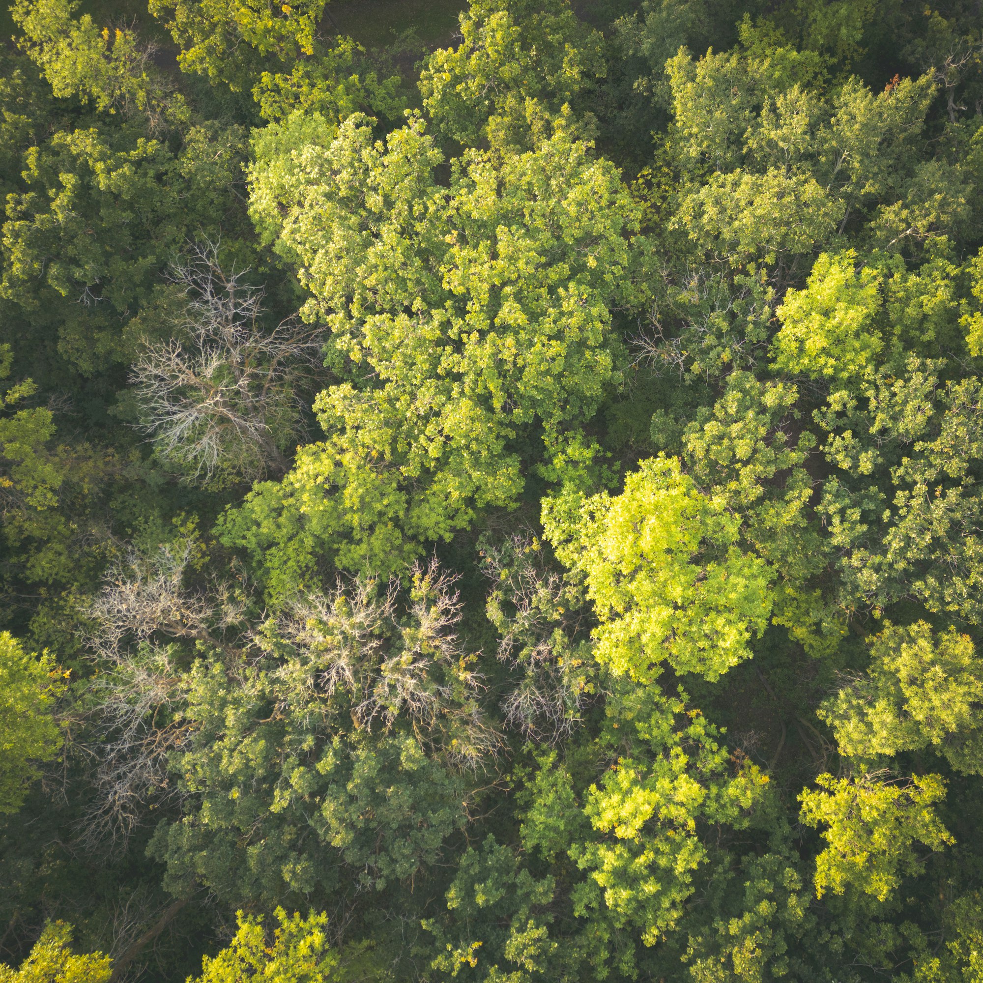 Aerial view of a vibrant green and teal forest canopy in bright natural light